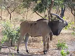 אילנד ענק מערבי