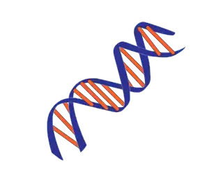 A simplified DNA double helix
