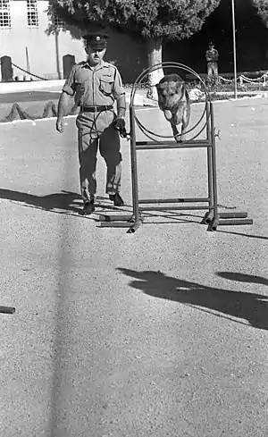 אימון יחידת הכלבנים, שפרעם, 1969. צלם- דן הדני. מאוספי הספרייה הלאומית, ישראל.