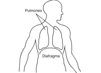 Diafragma2.gif