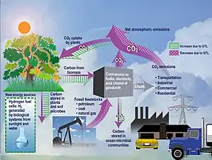 תרשים המציג את תנועת ה-CO2 במערכת אקולוגית. תנועה של CO2 במערכת אקולוגית