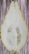 חתך אורך באתרוג חזון איש - לפקוביץ
