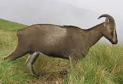 זכר
