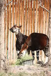 זוג אוקאפים אוכלים בגן החיות של דנוור (Denver Zoo), שבדנוור, קולורדו.