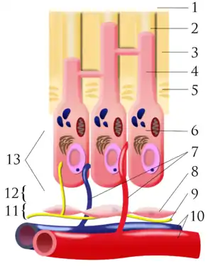 Pulpal dentin junction. 1) outside tooth/enamel 2) dentin tubule 3) dentin 4) odontoblastic process 5) predentin 6) odontoblast 7) capillaries 8) fibroblasts 9) nerve 10) artery/vein 11) cell-rich zone 12) cell-poor zone 13) pulp chamber