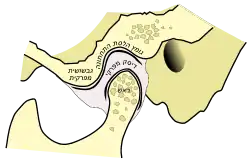 מפרק סגור