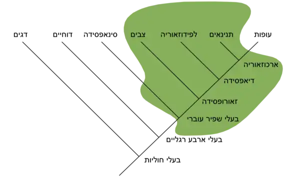 Traditional Reptilia Wikipedia Hebrew Version.png