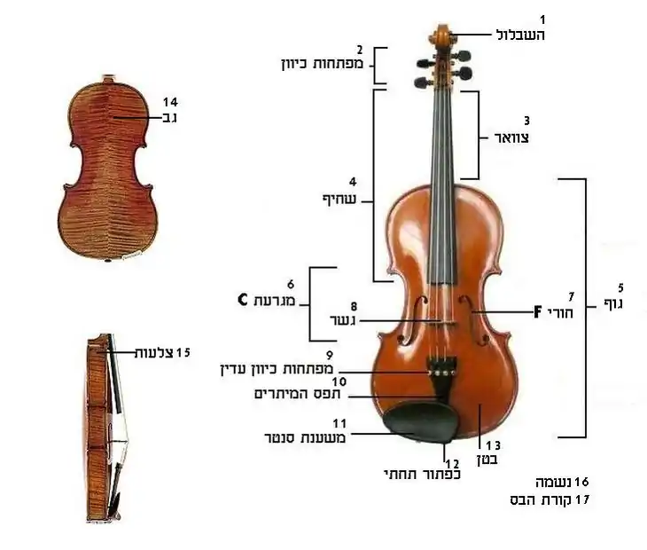 ViolinStructure.JPG