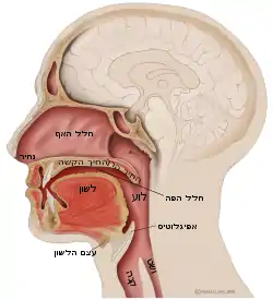 Mouth anatomy-he.svg