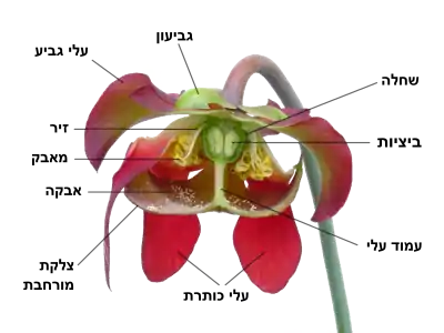 Sarracenia flower notitles-he.svg