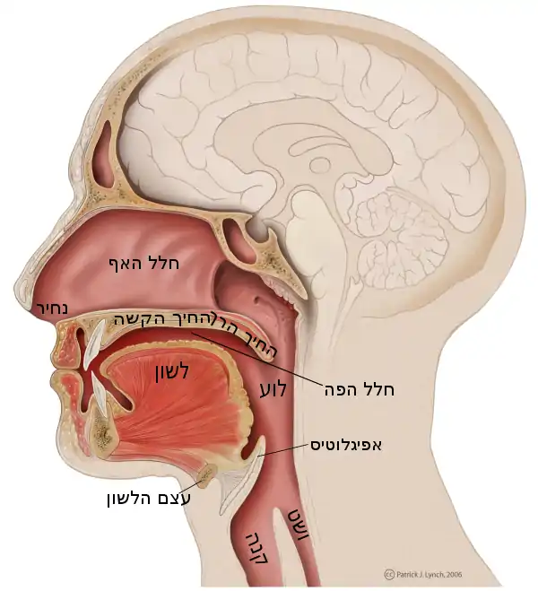 Mouth anatomy-he.svg