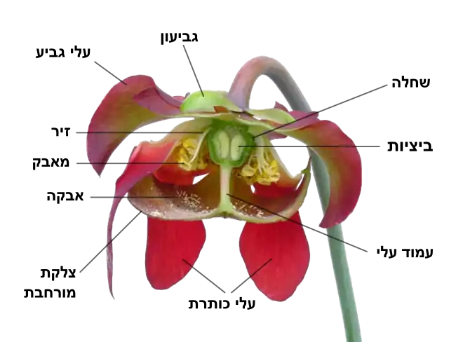 Sarracenia flower notitles-he.svg